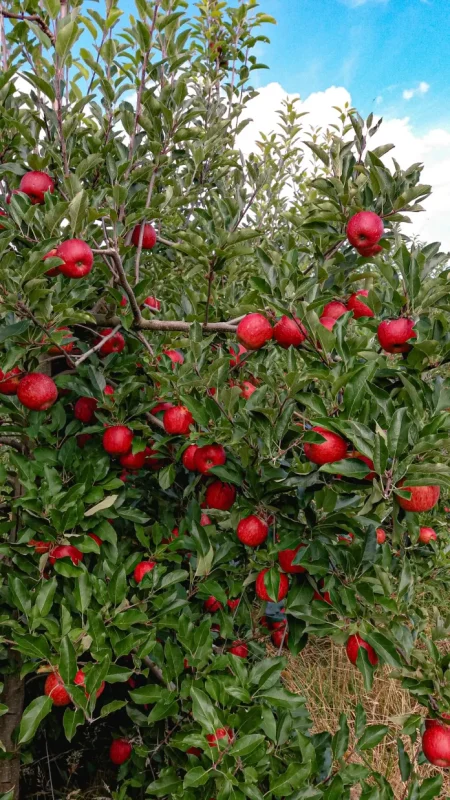 Departamento de Agricultura de Bom Jardim da Serra se destaca em ações para o fortalecimento do meio rural.
